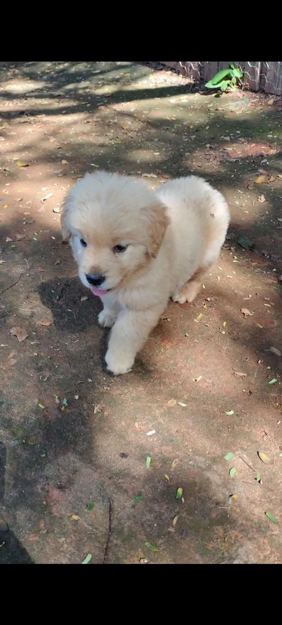 Femea de golden retriever