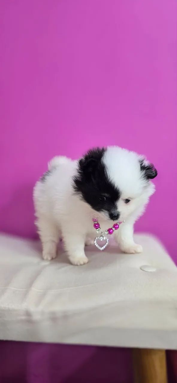 Lulu da pomerania Anão Fêmea  - Foto 3
