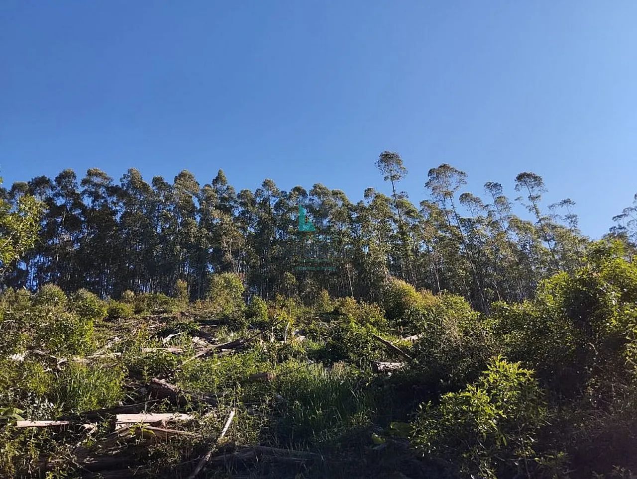 SÍTIO COM PLANTAÇÃO DE EUCALIPTOS EM CUNHA-SP - Foto 5