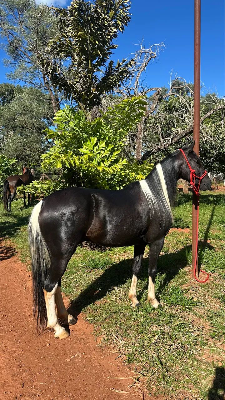 Animal para agropecuária 