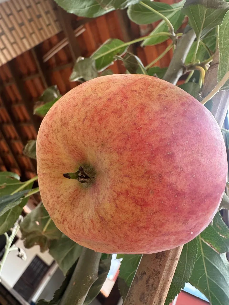 Frutíferas produzindo 