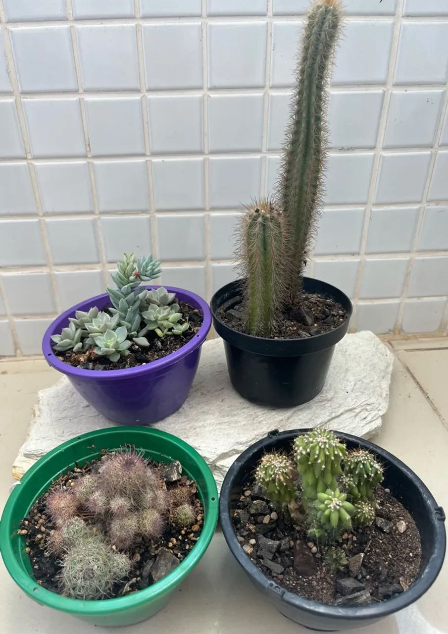 Kit Cactos/Suculenta(4 Itens) - Foto 3