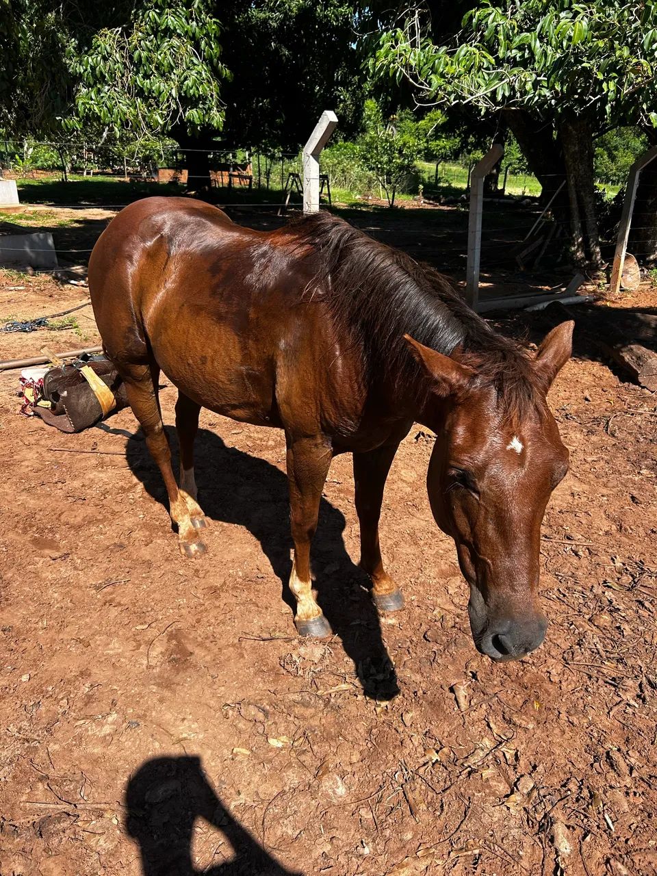 cavalo castrado 