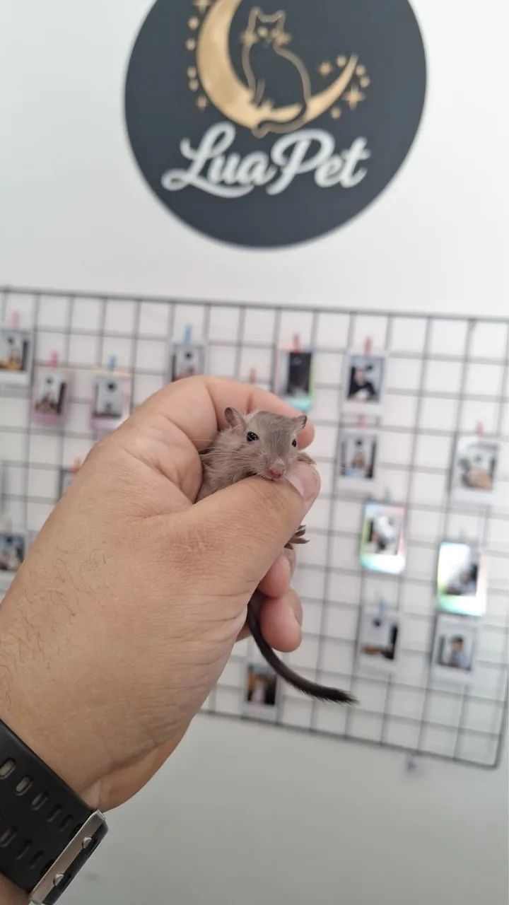 Gerbil - Foto 2