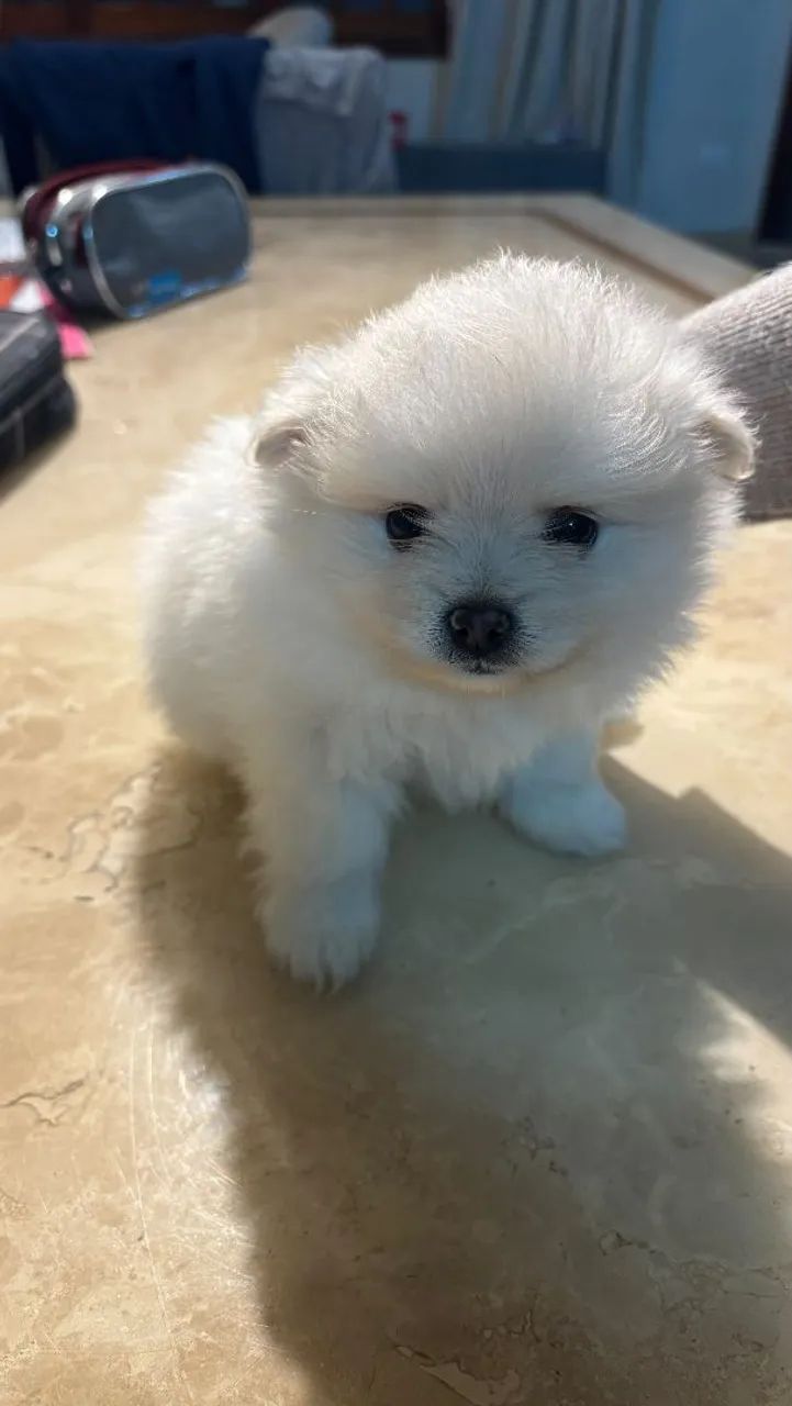 Cachorros spitz alemão pedigree - Foto 3