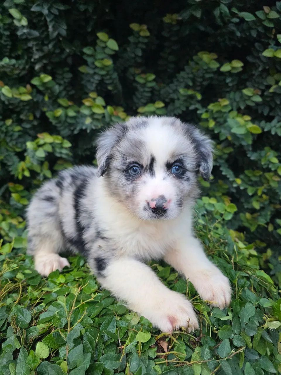 Filhote de Border Collie com pedigree cbkc