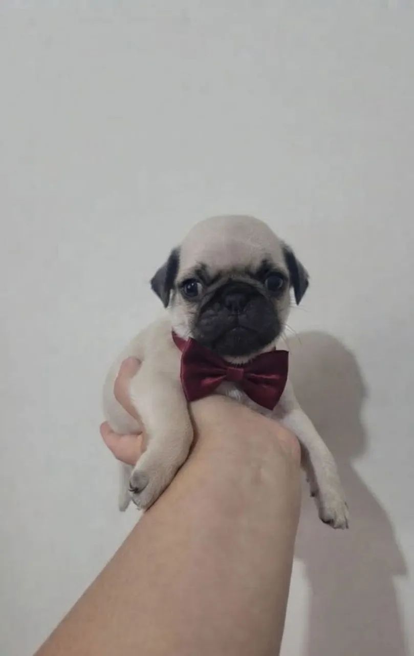 Filhotes de Pug macho 