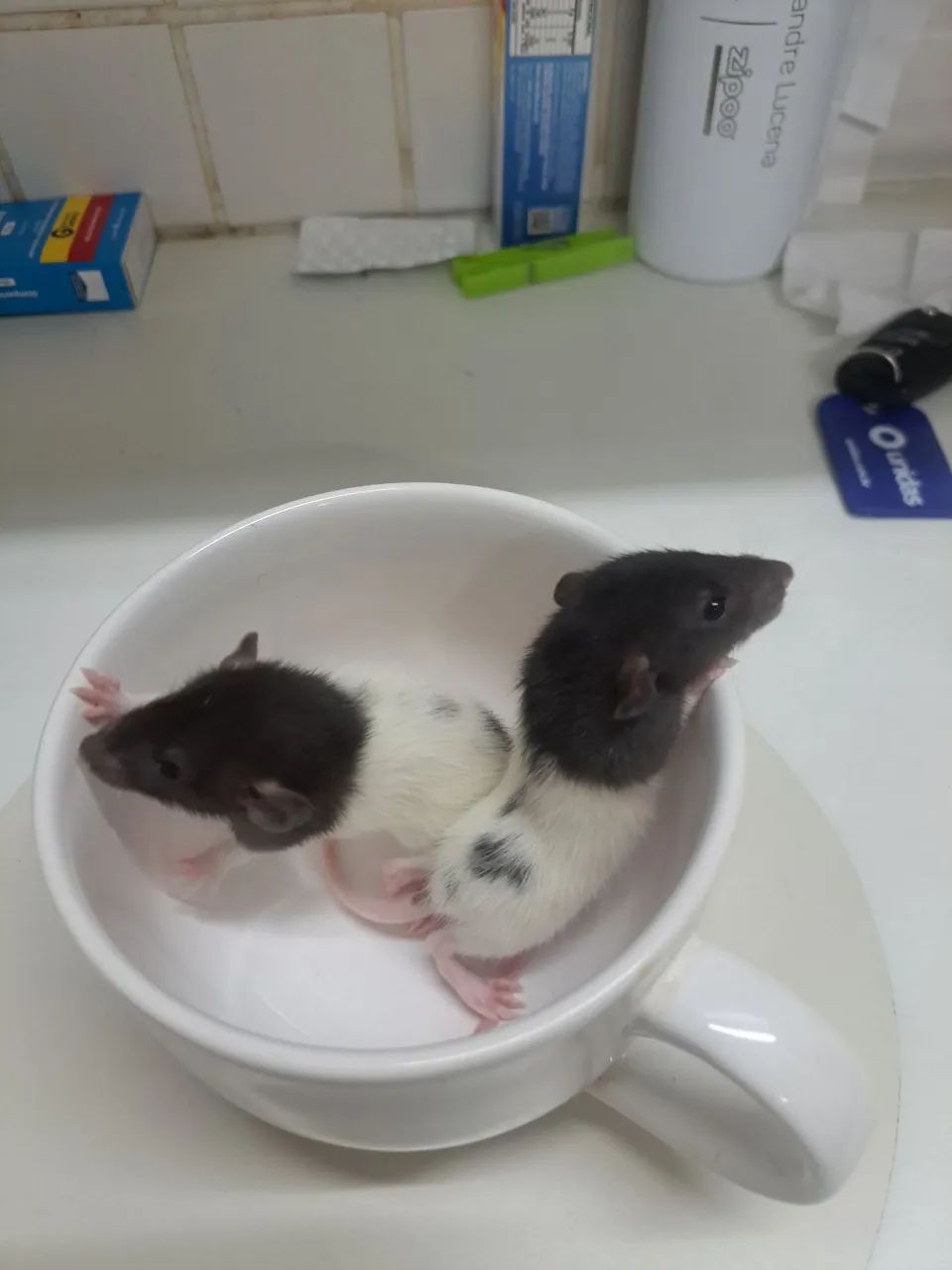 Ratos Twister Petz  - Foto 2