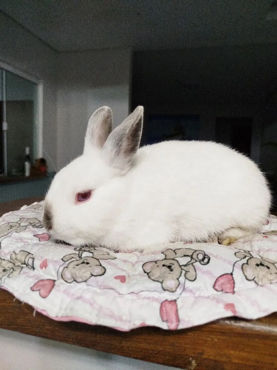 Filhotes Coelhos Anão  Netherland - Foto 4