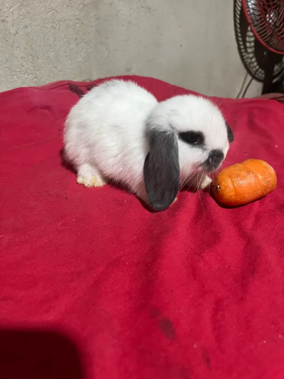 Mini lop - Foto 6