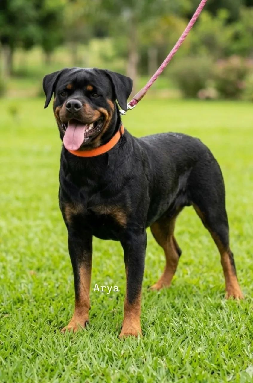Rottweiler com Pedigree CBKC - Foto 2