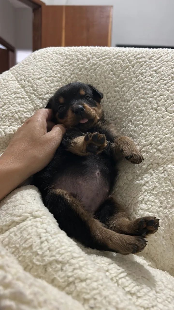 Rottweiler  - Foto 2