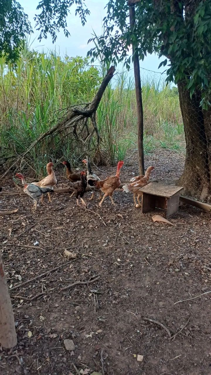 Galo e Galinhas  - Foto 5