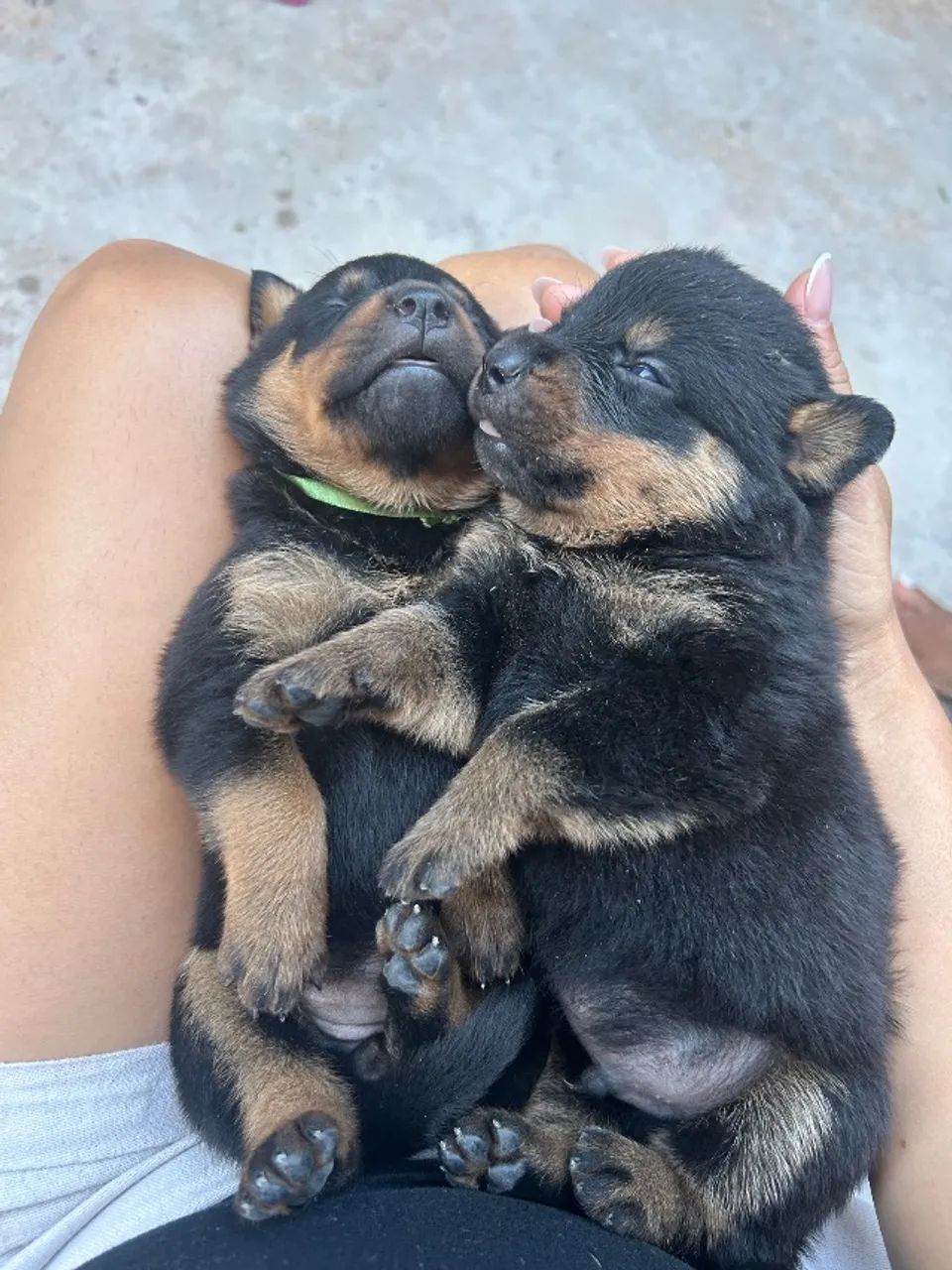 Rottweiler  - Foto 5
