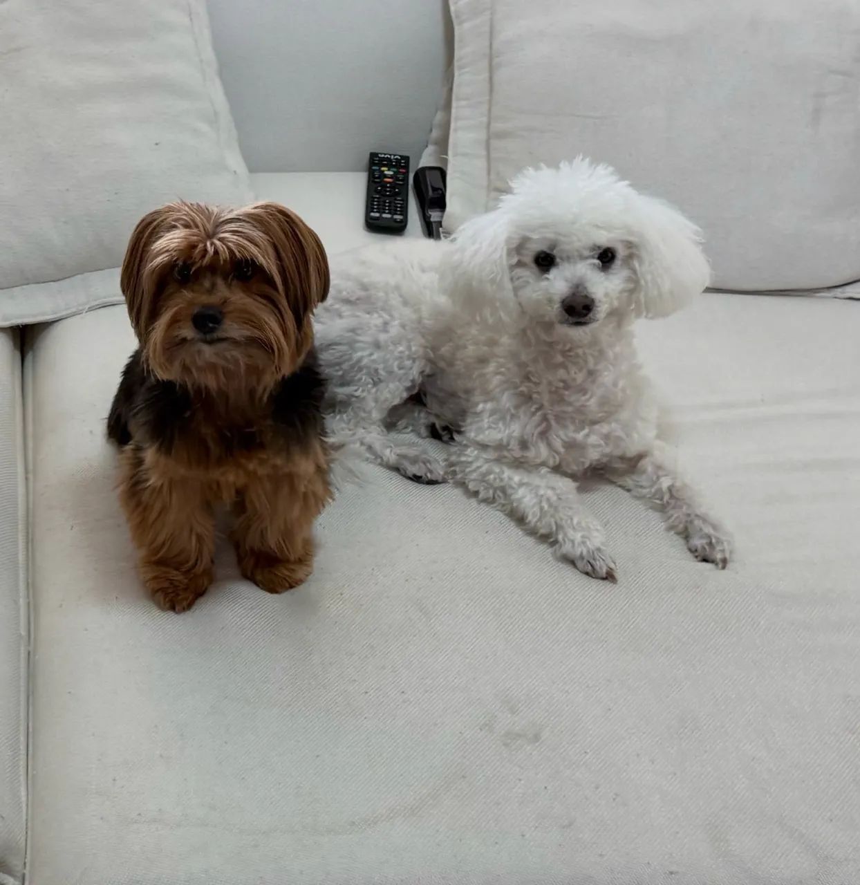 Doação responsável de cães - Foto 3