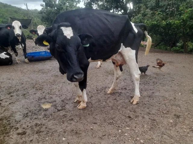 Liquidação de plantel de Vacas, Novilhas e Bezerras Leiteiras - Animais de Inseminação - Foto 3