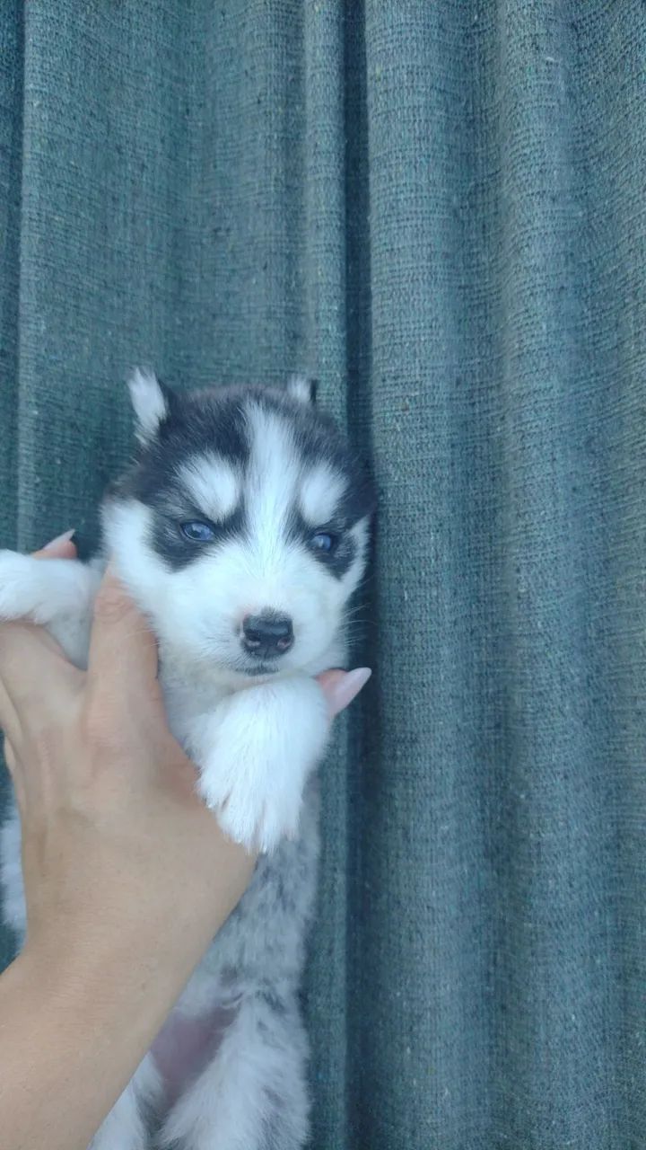 Filhotes de husky siberiano  - Foto 5