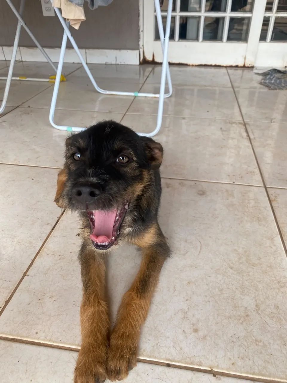 Adoção Responsável  - Foto 3