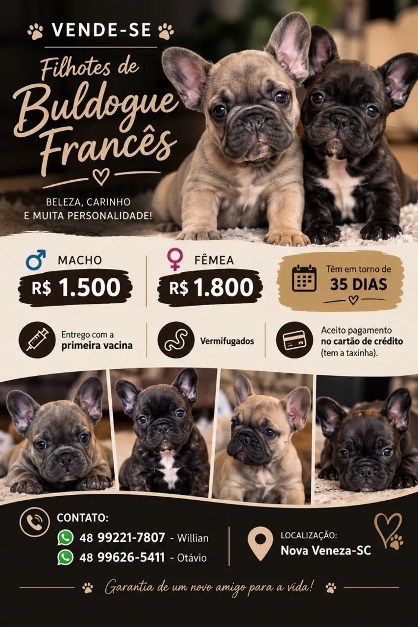 Buldogue francês 