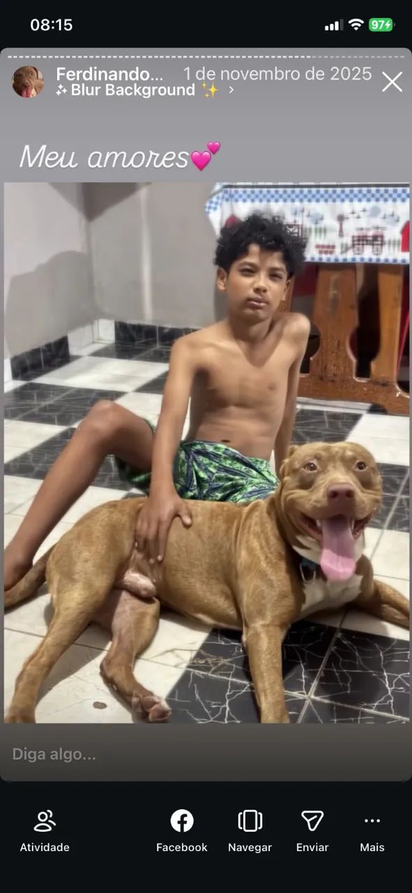 Pitbull - Foto 2