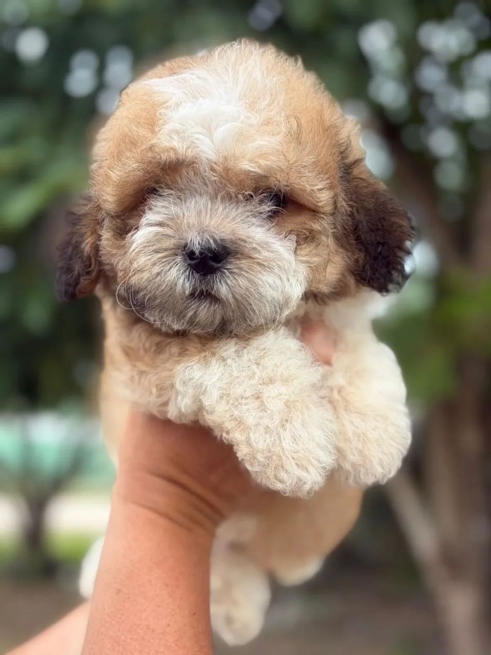 Macho de Shih tzu disponível