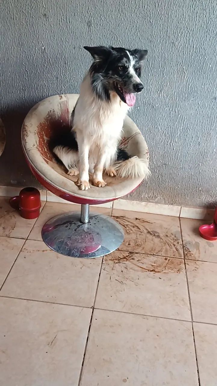 Cachorro  - Foto 4