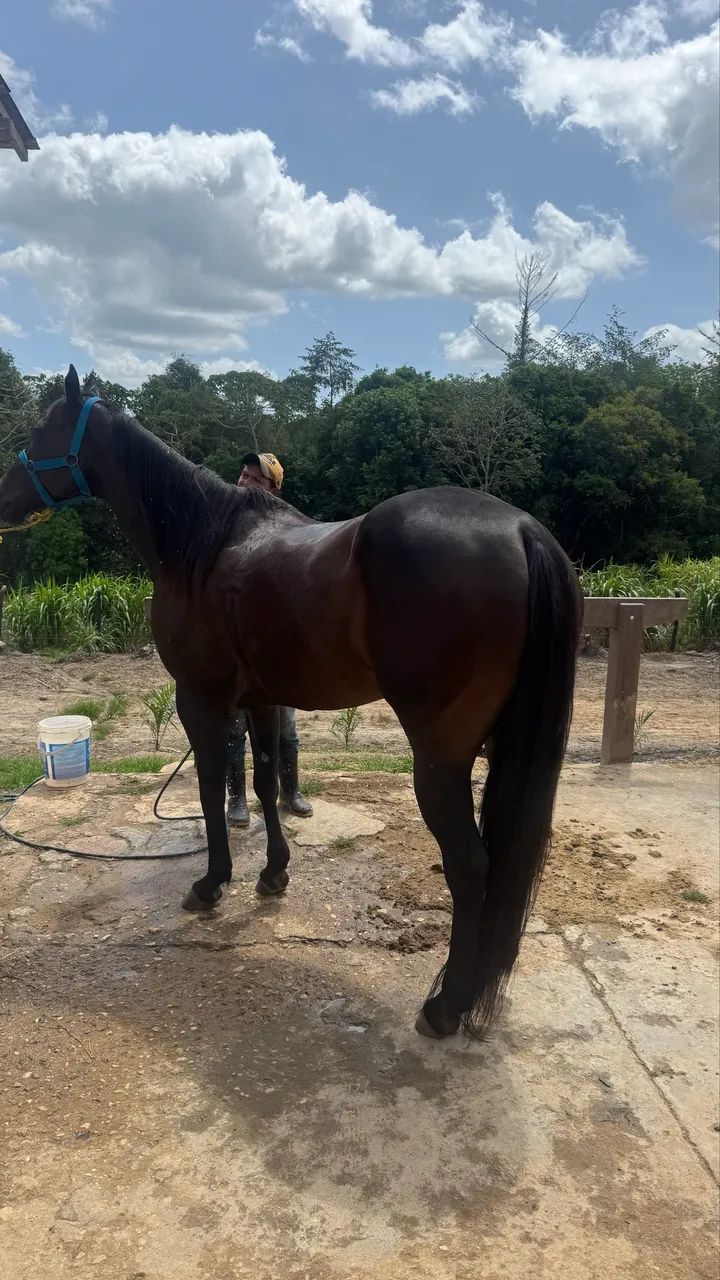 Égua quarto de milha pura  - Foto 2