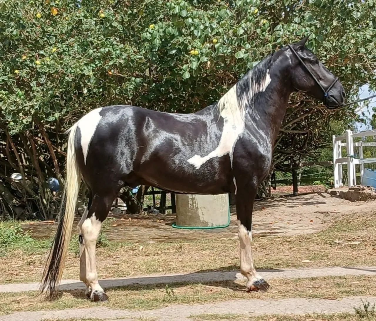 Cavalo mangalarga Pampa de Preto 