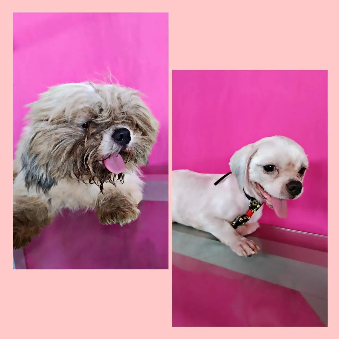 Banho e Tosa - Pet Nobre - Foto 3