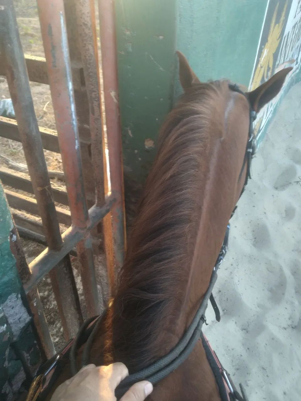 Cavalo de vaquejada ( esquerda) - Foto 2