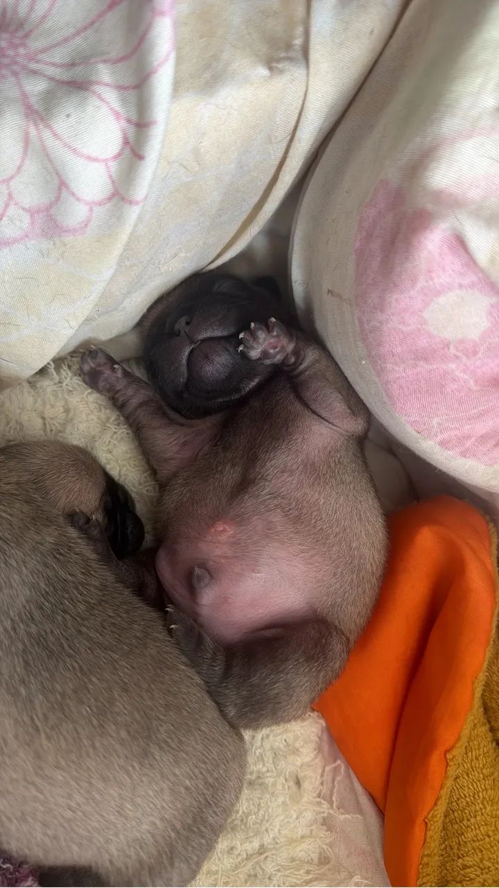 Pug machinho