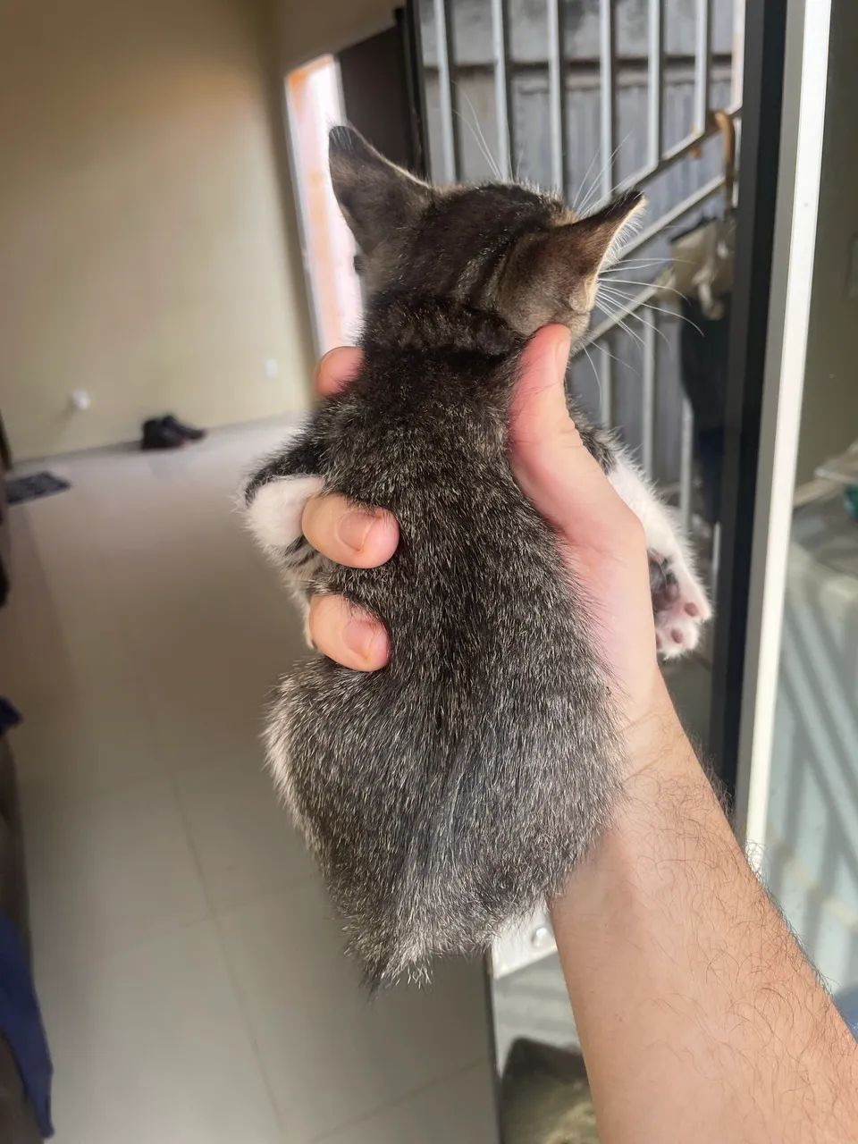 MACHO P/ DOAÇÃO - Foto 3