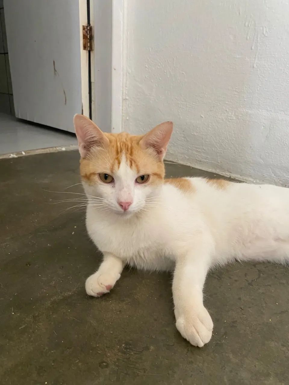 Adoção Gato - Foto 2