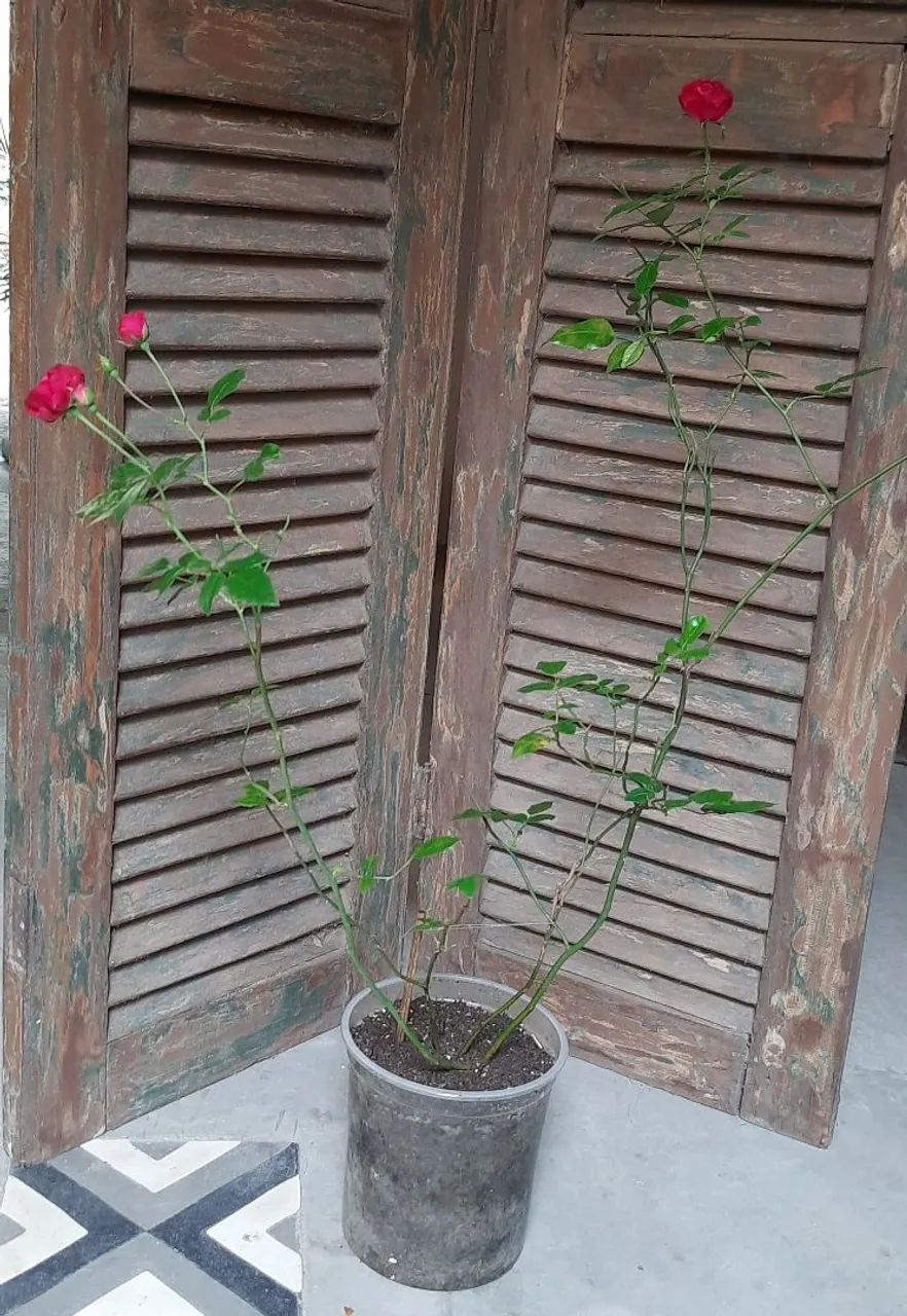 Muda de rosa  - Foto 3