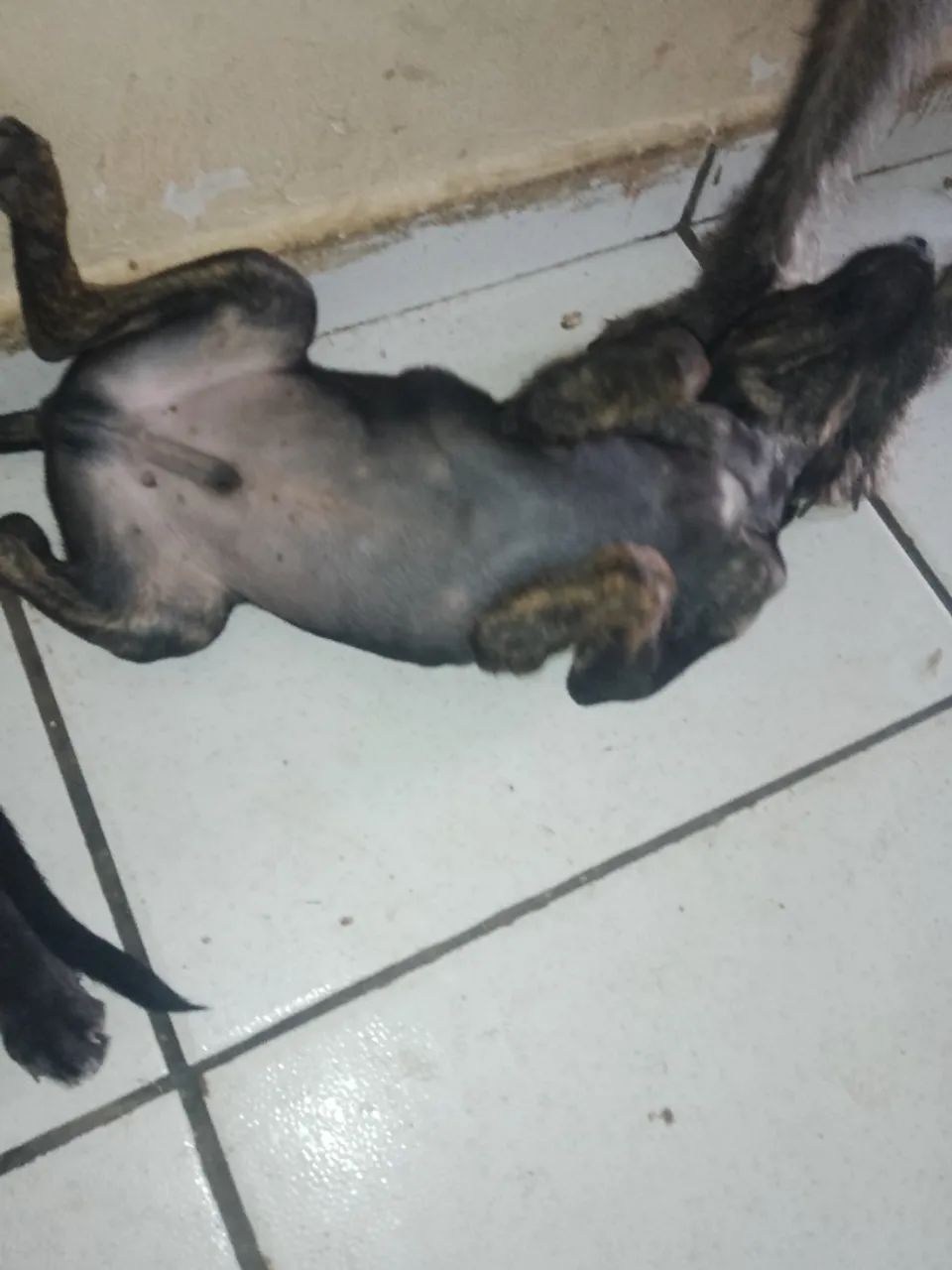 Doação de cachorro - Foto 2