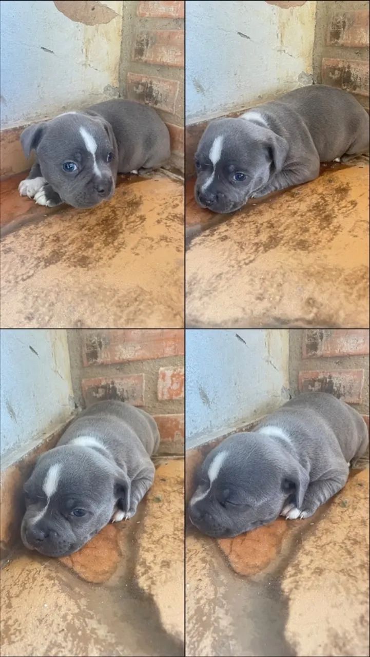 Cachorro América bully  - Foto 3