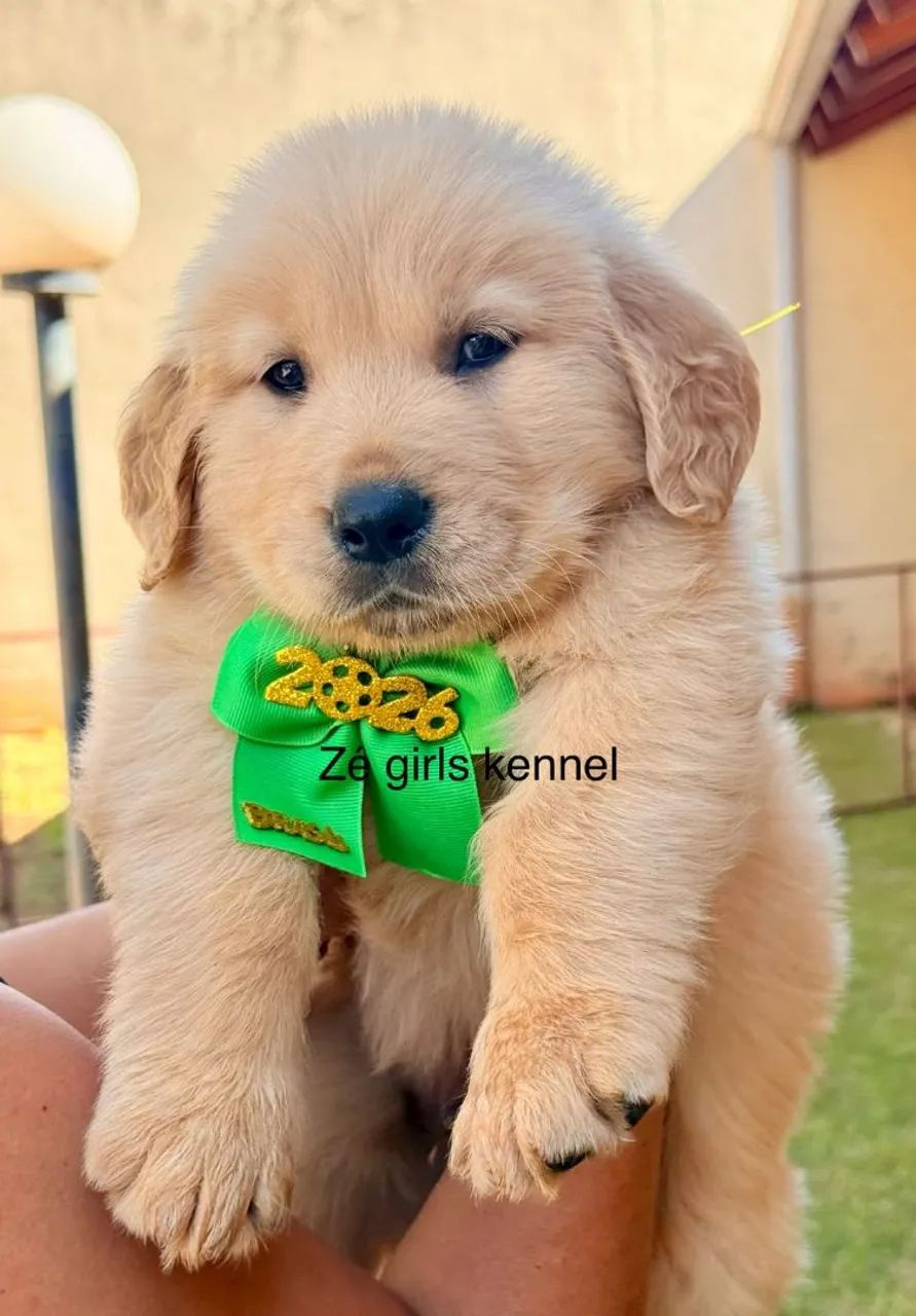 Golden retriever - Foto 4