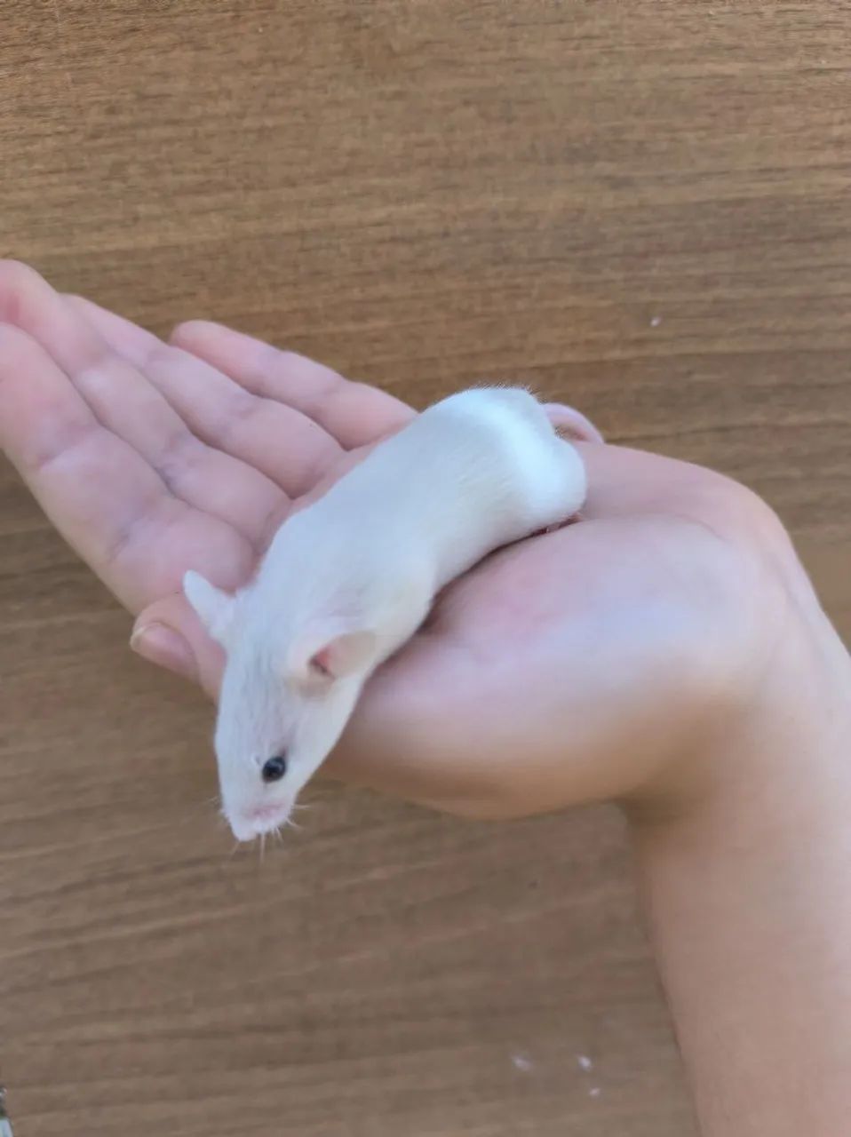 Camundongos para pet ou alimentação para animais não convencionais - Foto 4
