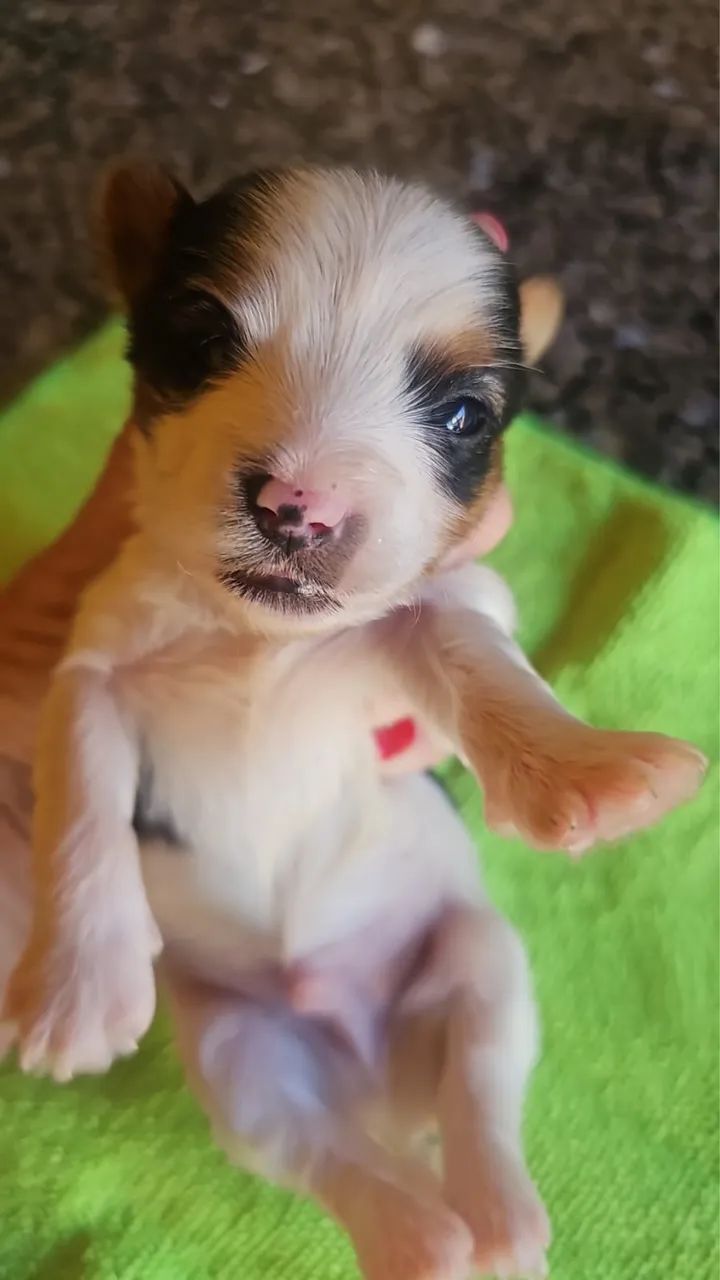 Yorkshire ( biewer terrier) - Foto 2