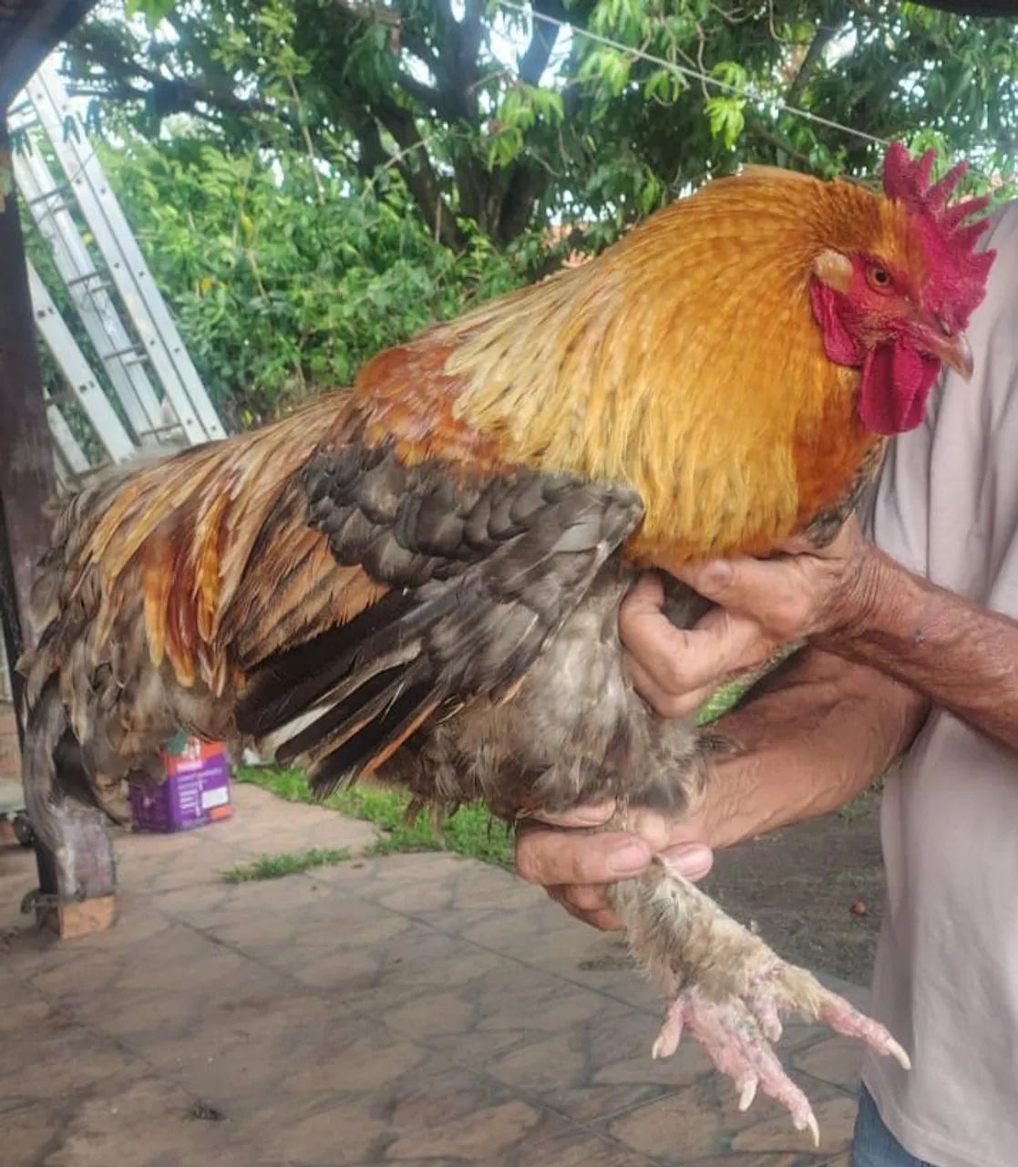 Galo Brahma 