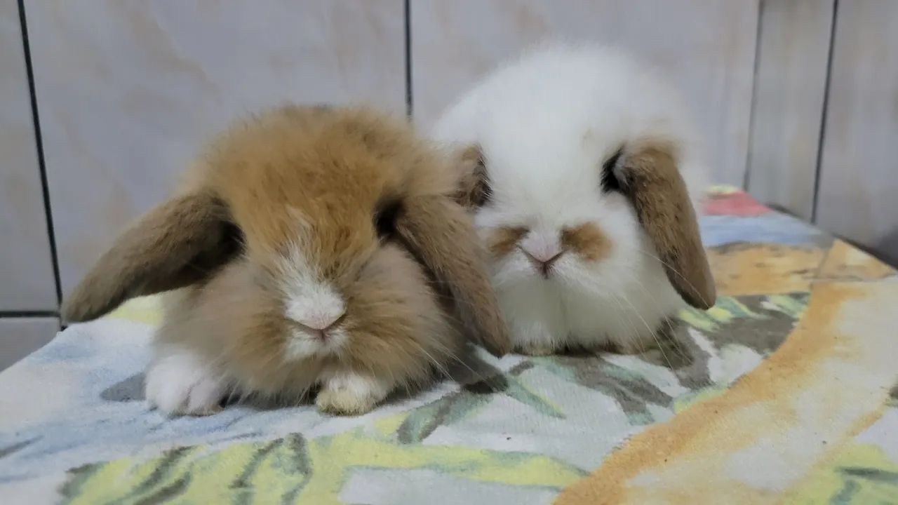 Mini Coelhos Fuzzy lop  - Foto 4