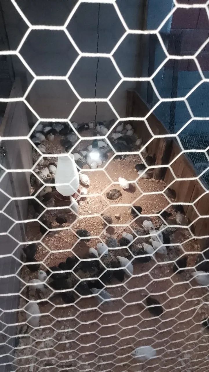 Codorna gigante machos