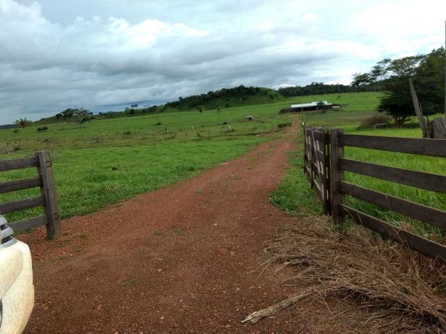Fazenda de 150 alqueires, com 120 aberto 65 km de Guarantã do Norte -MT - Foto 12
