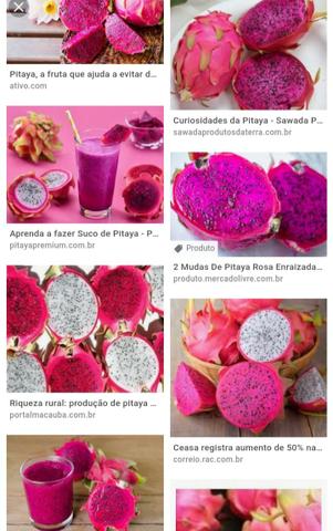 Mudas de Pitaya - Foto 3