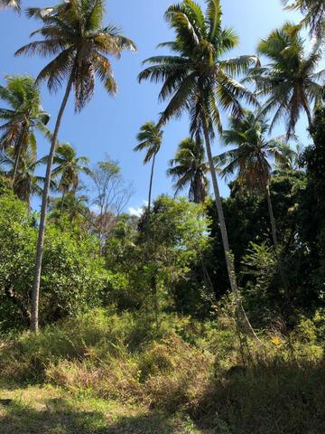 Oportunidade - Área com 6800m² - Porto de Pedras - Na Rota Ecológica de Milagres - Foto 3