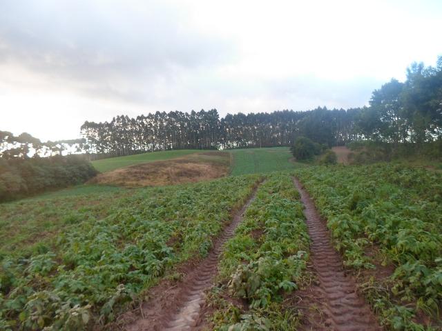 Terreno 1 alqueire e meio - Foto 5