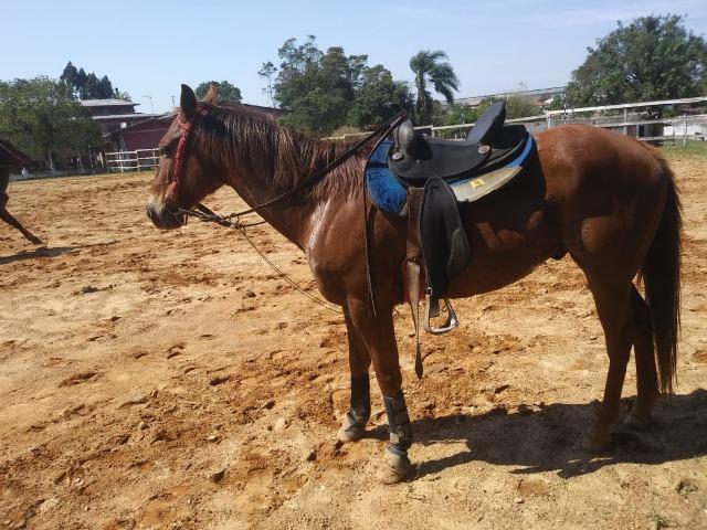Cavalo Quarto de Milha