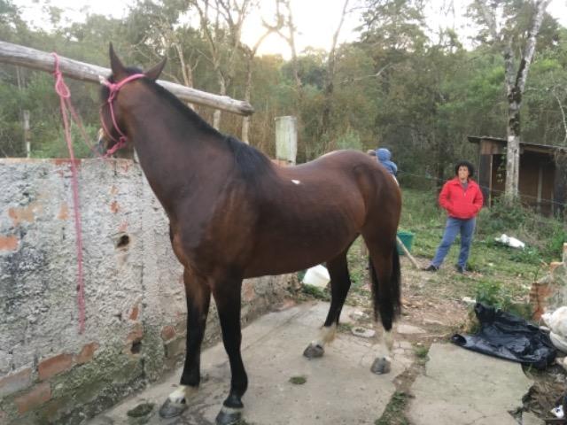 Vendo égua criola - Foto 2