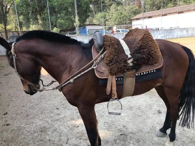 Vendo machador manso