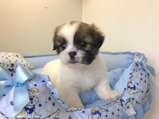 Lindos lhasa Apso machinho disponível